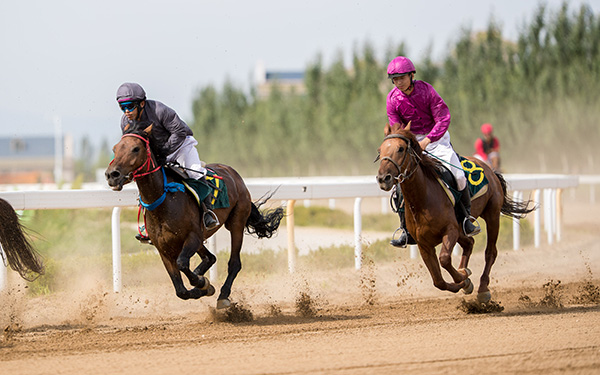 中国马术协会召开速度赛马委员会工作会议:修订速度赛马规则