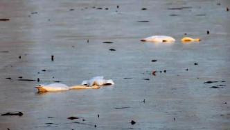 淮南一藕塘发现8只天鹅尸体，腹中检出农药残留