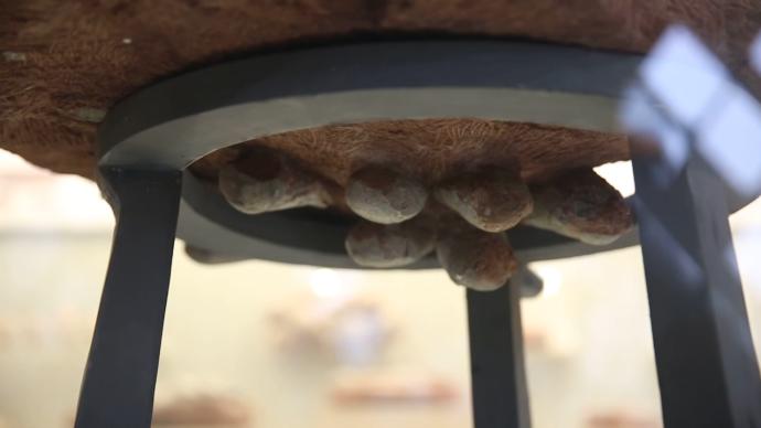 世界罕见！赣州发现7000万年前正孵蛋的窃蛋龙化石