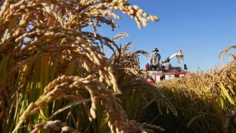 中国是全球水稻产消第一大国，“十三五”育种都有哪些突破？