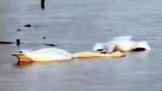 淮南8只野生天鹅死亡体内有农药残留，警方抓获一名嫌疑人