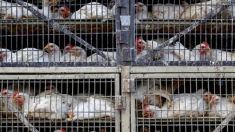 鉴于禽流感疫情，印度首都地区禁止销售储存家禽和鸡肉