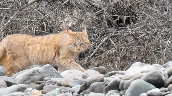 上海文明养宠观察 拯救流浪猫 投喂还是tnr