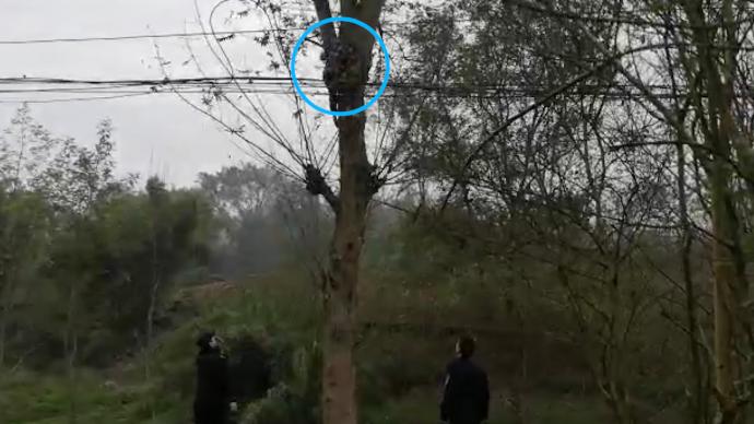 聋哑老人爬上10米高大树，民警赶来劝下