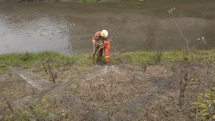 金毛犬掉入河道被困，消防员下河抱上岸