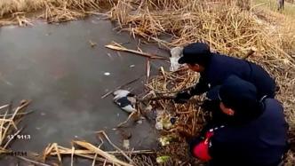 保护动物夜鹭卧冰面被困，群众报警求助