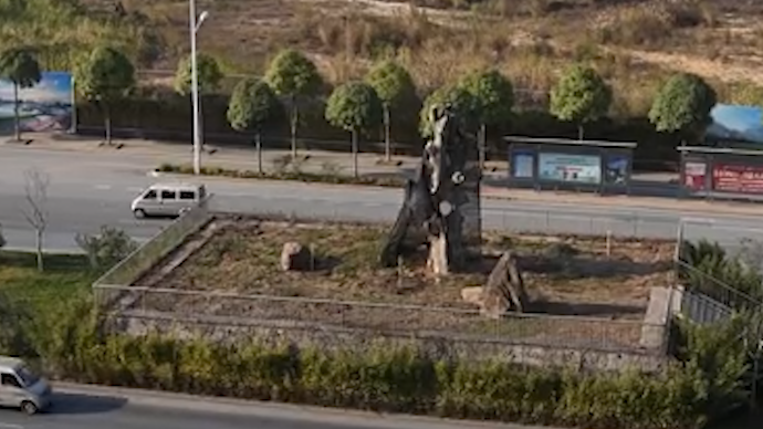 广西403岁“钉子树”死亡，曾为它更改城市道路规划