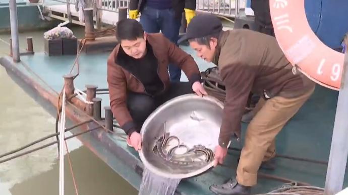 泸州纳溪段发现大量长江鲟，专家：应有鲟鱼育幼场存在