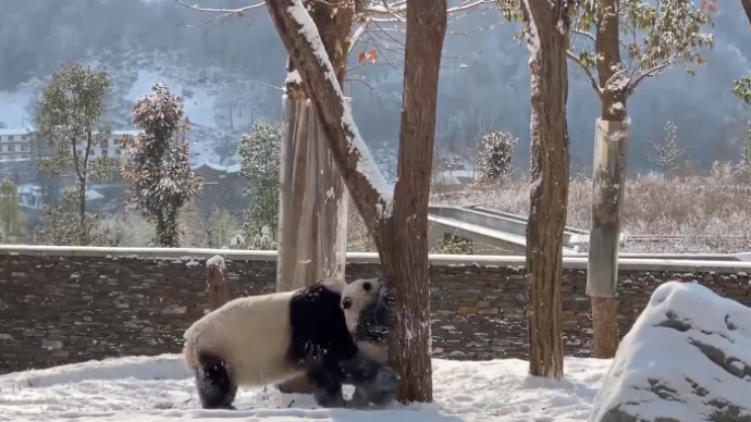 大熊猫的“挫折教育”：幼仔想登高遭妈妈百般阻拦