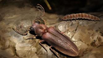科研人员发现白垩光萤科：缅甸琥珀中揭示发光甲虫的早期演化