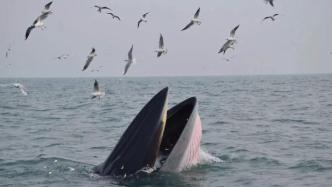 与鲸共舞：广西涠洲岛的布氏鲸守护者