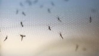 按蚊“婚飞”密码被上海科学家花7年破解，有望实现有效防治
