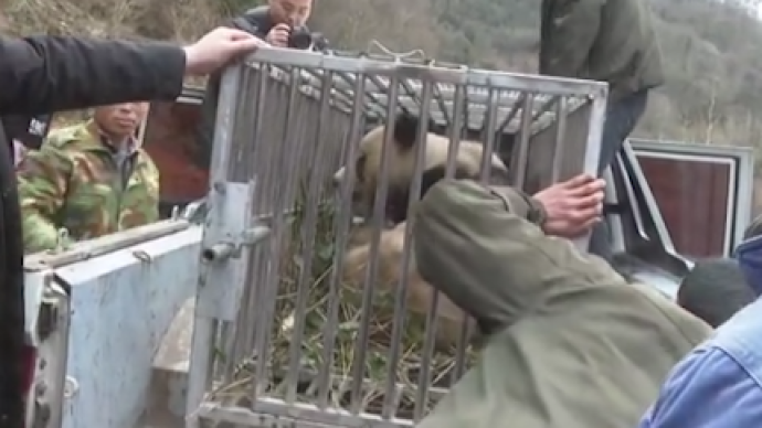 野生大熊猫大伤初愈，众人接力帮它“转院”治疗