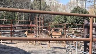 它們找到新家啦！和平公園115只動物已“入住”上海動物園