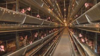 禽流感致“蛋荒”，韩国拟临时取消蛋类进口关税