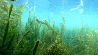 嘉兴南湖水下有片“森林”，湖区透明度维持80厘米以上