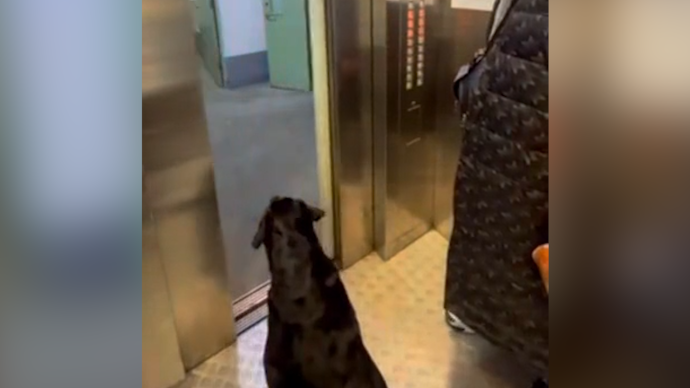 一对情侣与狗同乘电梯，每层按停助其回家