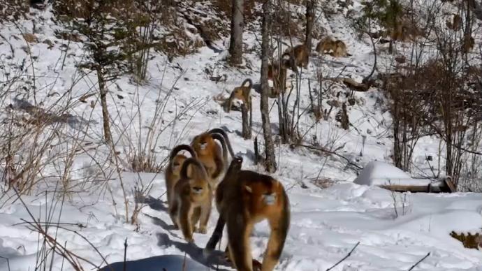 可可爱爱！神农架近百只金丝猴在雪中撒欢