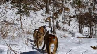 可可爱爱！神农架近百只金丝猴在雪中撒欢