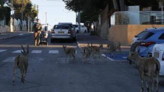 以色列“封城”期间民众外出减少，野生动物街头出没 