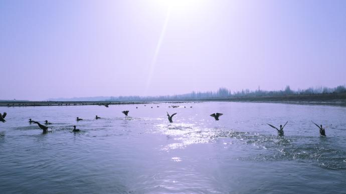 新疆阿瓦提县野鸭成群，“萌”出冬日新景