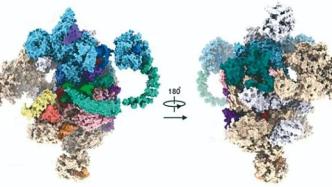 西湖大學(xué)施一公團(tuán)隊(duì)《科學(xué)》發(fā)文：首次解析次要剪接體