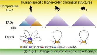 大脑如何进化？中国团队首获猕猴胎脑发育染色质精细空间构象