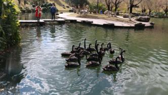 大理大学12只黑天鹅被狗咬死：非保护动物，学校获赔4万元