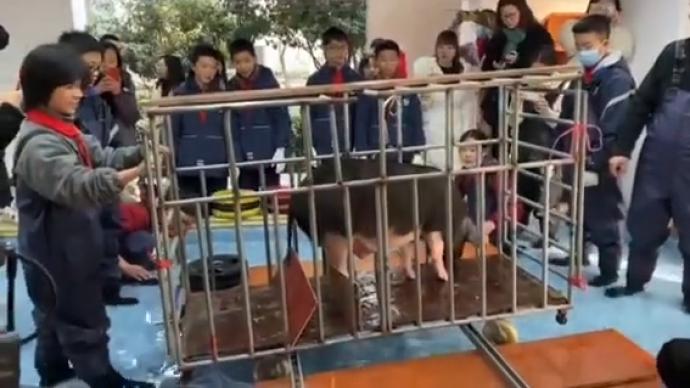 现实版“曹冲称象”！杭州中学生给年猪称体重
