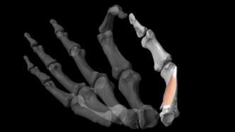 拇指化石肌肉建模研究表明：灵巧人类拇指起源于200万年前