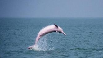 国家一级保护动物，中华白海豚再现深圳海湾