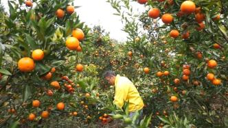 研究生毕业回乡种酵素柑橘遭村民嘲笑：就这能挣钱？