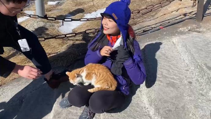 流浪猫上华山成“网红”，撒娇打滚配合拍照