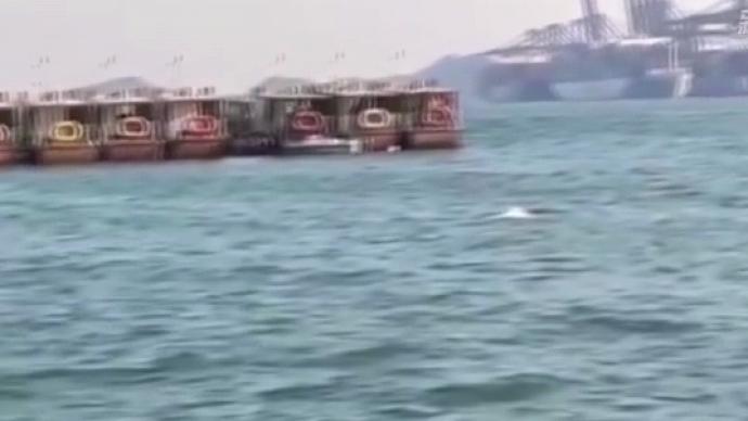 深圳海湾再现白海豚