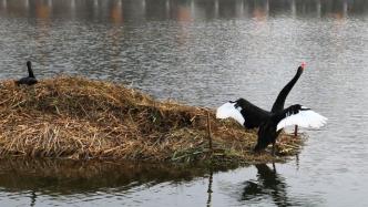 北京圆明园遗址公园发生野生天鹅H5N8亚型高致病性禽流感疫情