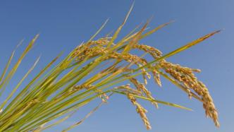 中国科学家开发出水稻基因的“定位导航系统”，加速水稻育种