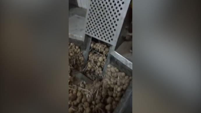 达利官方回应“车间用发芽土豆视频”：非该公司生产作业环境