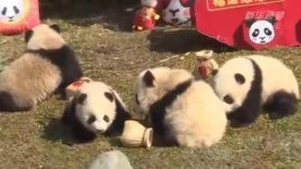 萌新首秀！中国大熊猫保护研究中心2020级“滚滚”来拜年啦