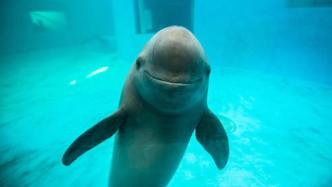 国家野保动物名录调整：长江江豚等65种二级保护动物升一级