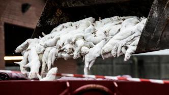 历时3个月，丹麦完成宰杀逾1500万只养殖貂