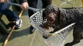 运输船全员出动救掉河里的狗狗：是条生命必须去救