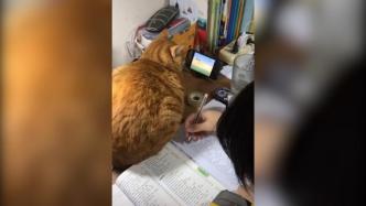 橘猫看动画片陪小主人写作业：你好好学习，我玩会儿手机