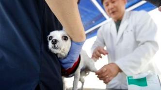 首尔：若宠物猫狗接触确诊者并出现症状，需接受新冠病毒检测