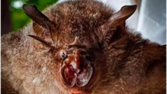 多国科学家：东南亚蝙蝠和穿山甲中发现新冠相关冠状病毒证据