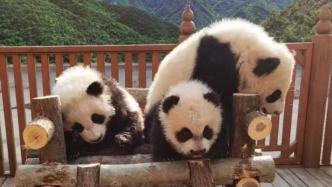 4只秦岭大熊猫幼仔有名字了，分别为秦华、秦美、秦秀、秦韵