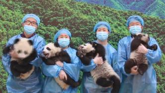 来自“国宝”的祝福：秦岭大熊猫向全国人民拜年