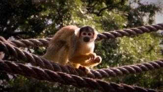 伦敦动物园为松鼠猴安排过“情人节” 