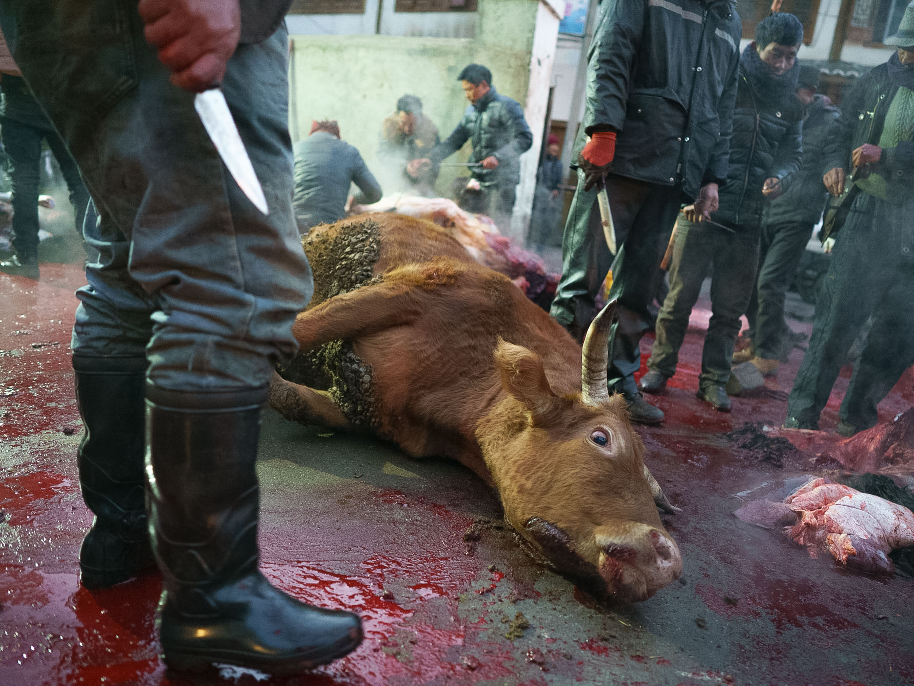 巴西屠牛事件图片图片