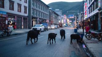 在城市凝视牛的时刻｜身边的动物