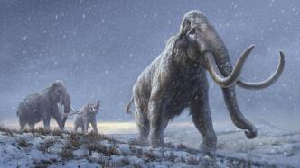 最古老DNA提取纪录诞生！165万年，来自冻土中的猛犸象
